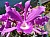 107 Cattleya X.jpg