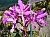 107 a Cattleya X.jpg