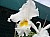 141 Cattleya X.jpg