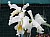 141 a Cattleya X.jpg