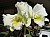 147 a C Loddigesii Alba x Blc Burdekin Bells Burdekin.jpg