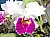 165 Cattleya X.jpg