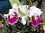 165 a Cattleya X.jpg