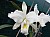 181 Cattleya X.jpg