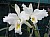 181 a Cattleya X.jpg