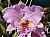 199 Blc George King Serendipity x Blc Sylvia Fry Bette.jpg