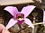 251 Laelia Anceps var Chamberlainianum.jpg