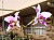 251 a  Laelia Anceps var Chamberlainianum.jpg