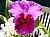 302 Blc Mount Isa Jean x Blc Port Royal Sound Mary Ellen.jpg