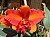 357 Blc Aussie Sunset x Blc Burdekin Surprise.jpg