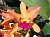 36 C Penny Koroda Spots x Lc Spring Show x C Aurantiaca.jpg
