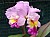 434 a Blc Burdekin Delight Joy x Blc Dream Trader.jpg