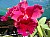 468 Blc Honolulu Sunset Wakida x Blc Burdekin Storm Midnight.jpg