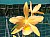 494 Cattleya X.jpg