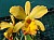 502 Cattleya X.jpg