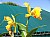 502 a Cattleya X.jpg