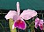 516 Cattleya X.jpg