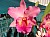 540 Cattleya X.jpg