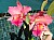 540 a Cattleya X.jpg