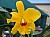 549 Cattleya X.jpg