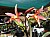 55 a  Cattleya X.jpg