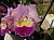 617 (Cattleya x).jpg