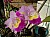 617 a (Cattleya x).jpg