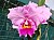 773 Cattleya X.jpg