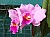 773 a Cattleya X.jpg