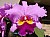 857 Blc Drumbeat x Casitas Springs Hawaii.jpg