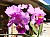 857 a Blc Drumbeat x Casitas Springs Hawaii.jpg