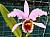 987 Cattleya X.jpg