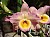 164 dendrobium soft cane.jpg