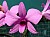 220 den cooktown orchid.jpg