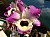 240 Dendrobium X.jpg