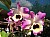 240 a  Dendrobium X.jpg