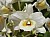245 Dendrobium X.jpg