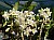 245 a  Dendrobium X.jpg