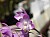 419 Dendrobium X.jpg