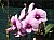 708 a dendrobium x.jpg