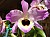 735 Dendrobium JJs # 25.jpg