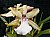 10  Miltonia Milky Way.jpg