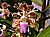 105 (Vanda Tricolour).jpg