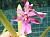 142 Miltonia X.jpg
