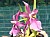 142 a Miltonia X.jpg
