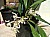15 (Coelogyne Intermedia).jpg