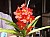 154 Vanda X.jpg