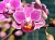 165 Phal Cranberry #2.jpg