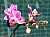 165 a Phal Cranberry #2.jpg