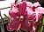 181  Vanda X.jpg